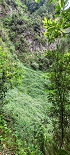 Plants: image 58 Of 208 Thumb